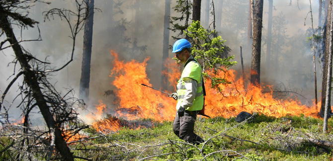 Brand i skogen. Foto: Joakim Hjältén