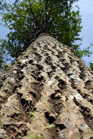 Solbelyst grov lövved är en bristvara i det svenska skogslandskapet.