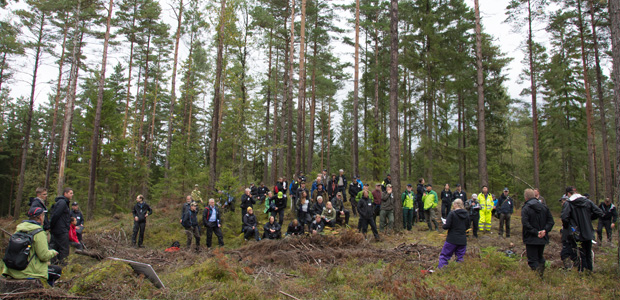 Skogssällskapets yta som avverkats med hänsyn till tjädern. Foto: Ulrika Lagerlöf/Skogssällskapet
