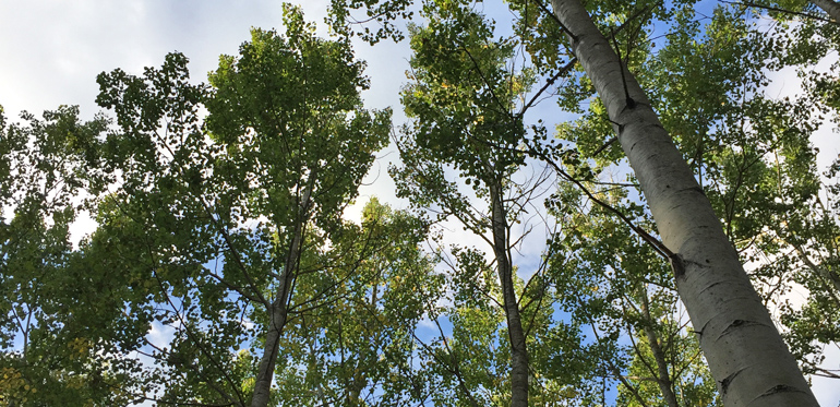 Andra generationens hybridasp på Skogssällskapets fastighet Dimbo. När man avverkar hybridasp kan man förvänta sig mellan 50 000 och 100 000 rotskott per hektar. I dag är det stående beståndet knappt 30 år och träden är mellan 27 och 30 meter höga.